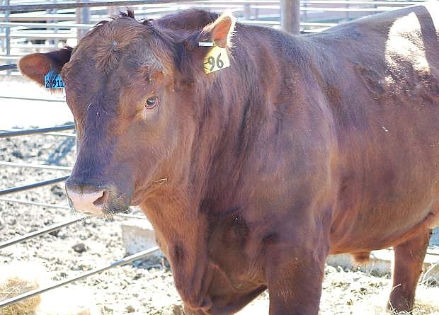 The 48th annual Fallon All Breeds Bull Salecomes to Fallon next week.