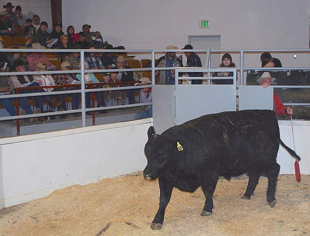 The 49th annual Fallon All Breeds Bull sale will have a sweetheart feeling to it as the sale will be conducted at the Fallon Livestock Exchange.