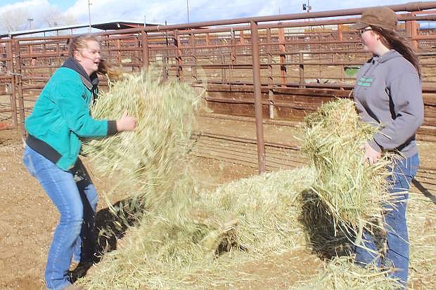 FFA student Melissa Jones, left, and Kiley Woolsey, carry hay as volunteers at the Fallon AllBreeds Bull Sale that opens Friday morning.