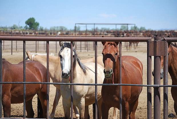 Bureau of Land Management officials reviewed the wild horse and burro program with Churchill County Commissioners at Wednesday&#039;s meeting. In this file photo from 2011, these horses were kept in holding pens at a facility northeast of Fallon.