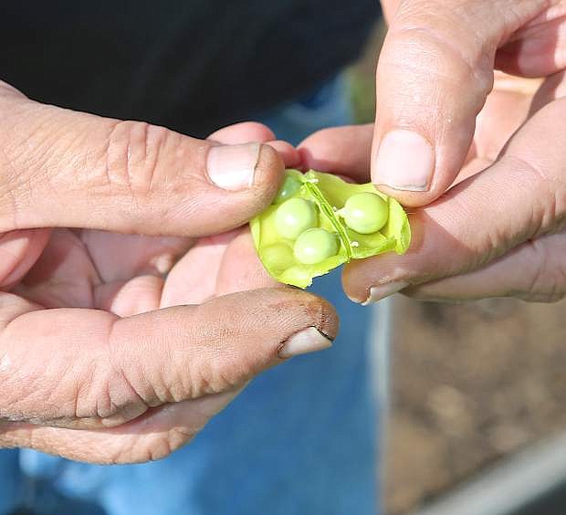 Mark Therlault shows some peas fresh-picked from his garden Wednesday.
