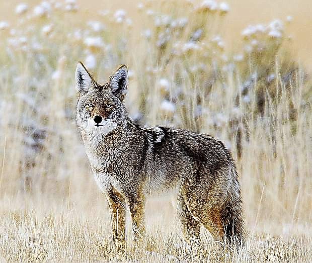 A coyote is seen prowling in the wild in Nevada.