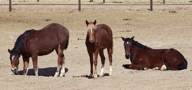 Only 10 days remain for the Bureau of Land Management&#039;s online adoption for wild horses.