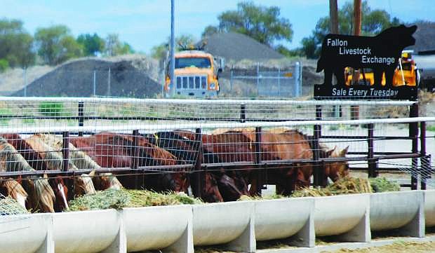 The Bureau of Land Management is conducting a tour on Saturday of wild-horse holding pens that are locatred northeast of Fallon.