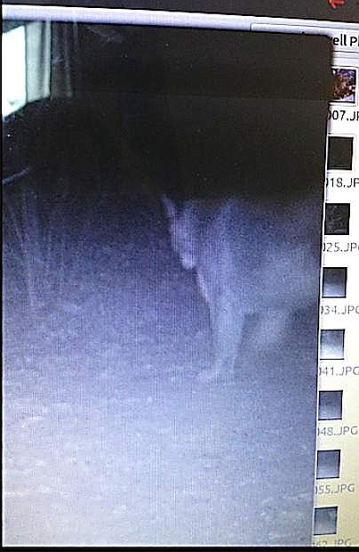 In this file photo, this game cam shows a large mountain lion roaming in one of the neighborhoods west of town in mid-December 2014.