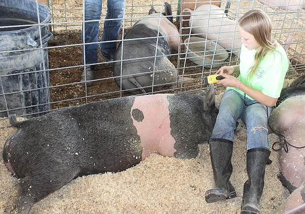 Kinsli Rogne trims her swine&#039;s ear Thursday morning prior to the start of this weekend&#039;s annual Churchill County Junior Livestock Show.