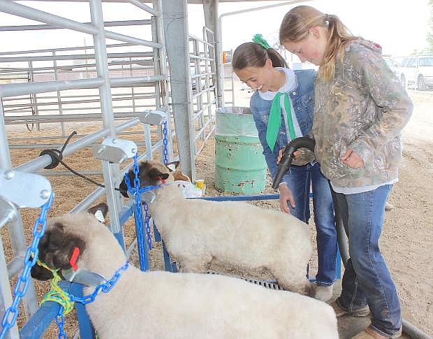 Sydney Gusewelle, left, and Haley Hancock on Thursday prepare for this weekend&#039;s Churchill County Livestock Show and Sale at the fairgrounds.