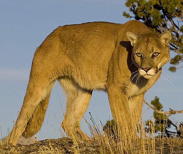 Several residents reported seeing a mountain lion west of Fallon last week.