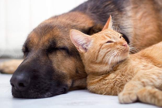 With May being National Pet Month, pet owners may want to find ways to save on pet care.