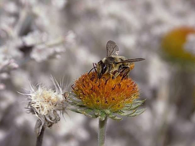 Native pollinator