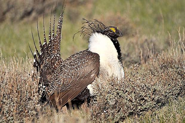 The BLM has issued a decision for  greater sage-grouse land use plan agreement.