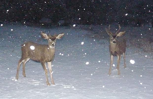 Deer in the snow on Tuesday morning in Genoa.