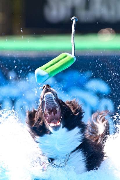Mary Wheeler&#039;s dog Bannor attempts to grab a toy during the Splash Dog competition Friday afternoon at Heritage Park in Gardnerville