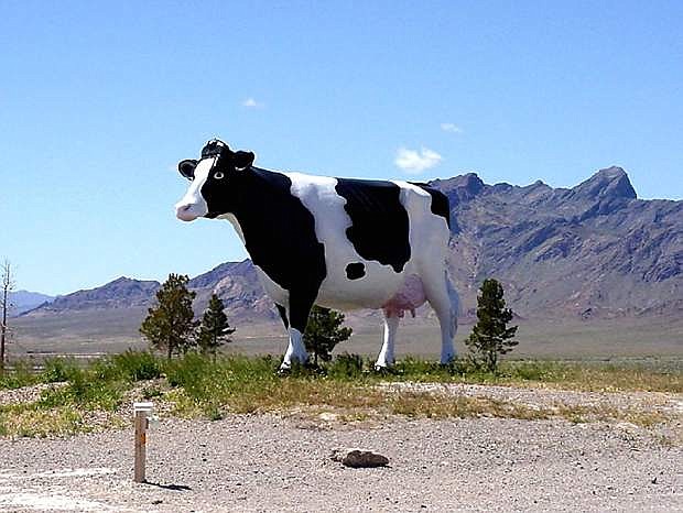 This giant fiberglass bovine, which once stood atop a Las Vegas brewpub, is an unlikely sight on Nevada State Route 373 in the Amargosa Valley.