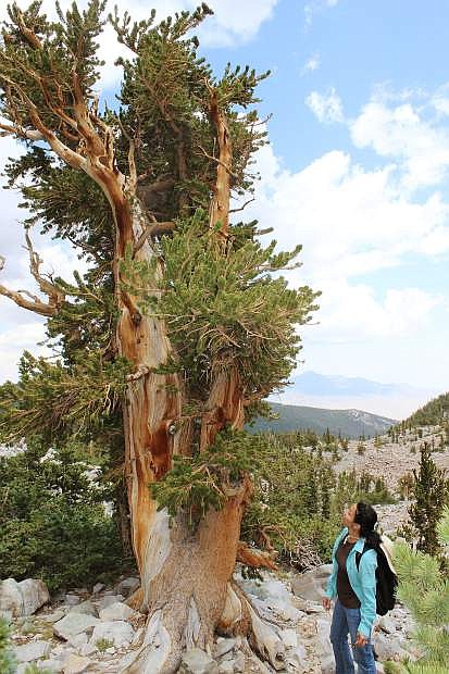 Bristlecone pine tree at Great Basin National Park, similar to one tragically cut down in 1964, which turned out to be the oldest living thing in the world.