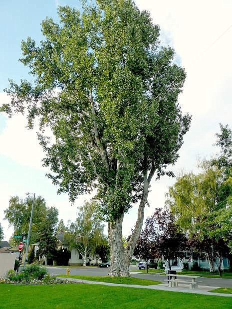 One of the last two old cottonwood trees at the corner of Mono and 5th streets in Minden Park.