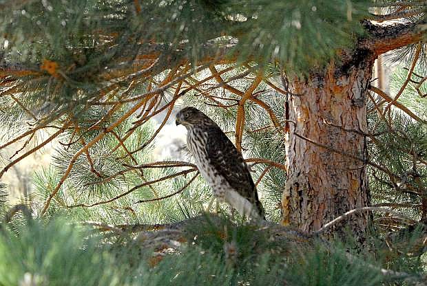 John Petroulis took this photo of a hawk while hiking in Kings Canyon.