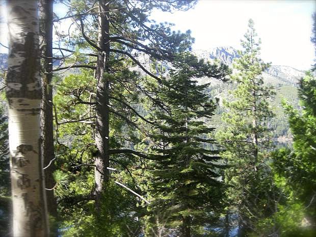 Pines at Lake Tahoe. Christmas tree permits for BLM go on sale Monday. The Forest Service has permits on sale now.