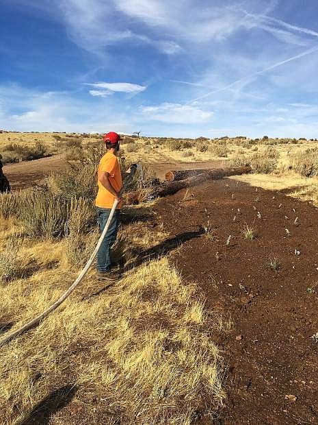 Jake Kordonowy watering plantings.