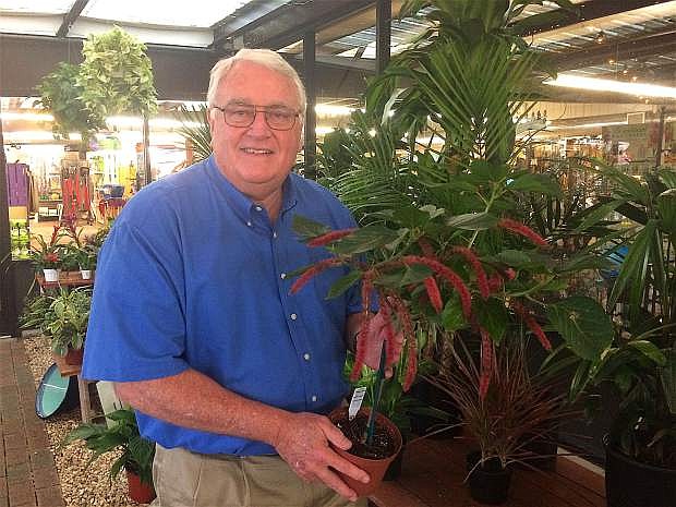 Bruce Gescheider, owner of Moana Nursery, holds a houseplant at the nursery on Moana Lane. His business is preparing to meet the demands of the Department of Labor&#039;s new overtime rules, which take effect Dec. 1, which could negatively change the culture of small businesses.