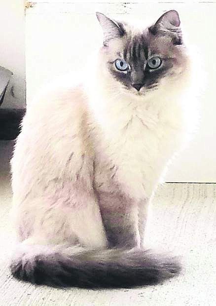 Ghost, a 2-year-old Siamesecat, is looking for a home.