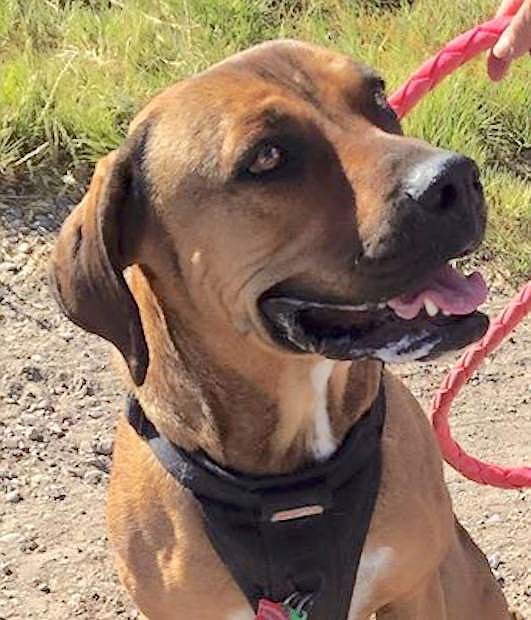 Capone is a three-year-old boxer- hound mix. He is a shy guy but is not a cat man.