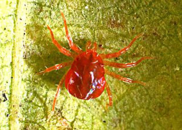 A whirligig mite sits on a leaf.