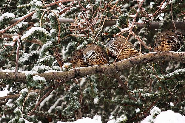 Quail keep warm in a snowy tree Thursday. Photo by Tom Hequet.