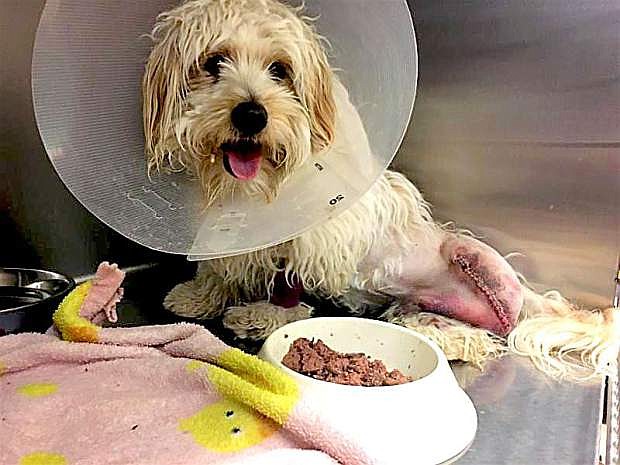 The Nevada Humane Society is raising money for an injured dog, who it has named Tiny Tim. Tim was brought to the shelter Christmas Day after reports of two dogs found on the side of Highway 50 in Carson City the previous evening.