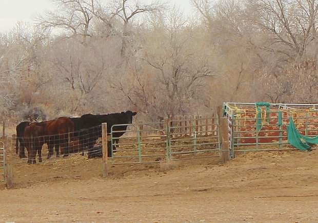 The annual Cattlemen&#039;s Update comes to Fallon on Monday.