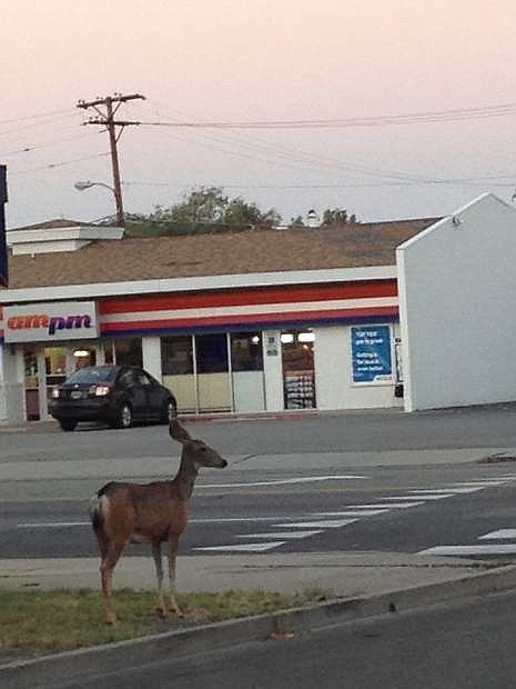 A deer is seen across from AM/PM at 1017 N. Carson St.