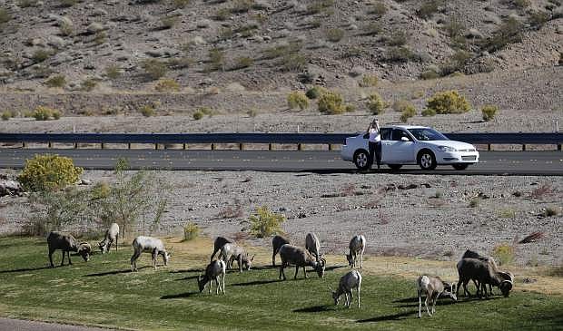 FILE - In this Friday, Nov. 8, 2013 file photo, 30 miles from the Las Vegas Strip, a motorist stops to take photos of a herd of big horn sheep grazing along U.S. Highway 93, in Boulder City, Nev. Wildlife officials say a recent count found more wild desert bighorn sheep lambs this year than last year in the River Mountains of southern Nevada. But the herd is still struggling with an outbreak of bacterial pneumonia that researchers say the animals have no natural way to fight. (AP Photo/Julie Jacobson, File)