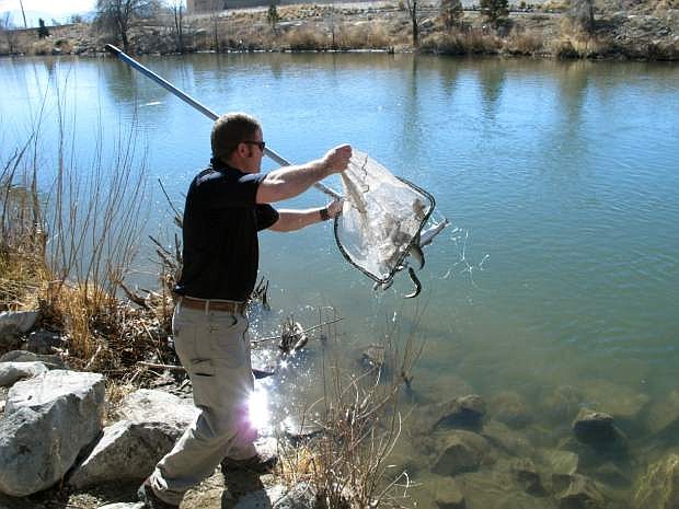 Aaron Keller, regional outdoor educator for the Nevada Department of Wildlife, straddles the bank of the Truckee River in Reno, Nev., on Wednesday, Feb. 18, 2015, to release some of the first of thousands of hatchery trout a month earlier than usual due to drought. Highs approached 70 degrees Wednesday along the Sierra&#039;s eastern front where dismal February snow pack has forecasters predicting a fourth consecutive year of drought. (AP Photo/Scott Sonner)