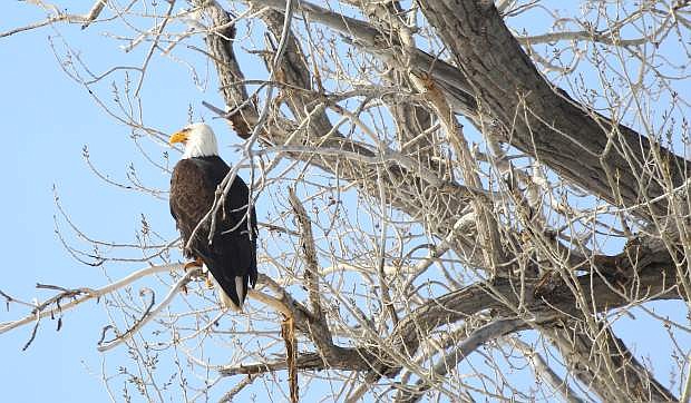 A bald eagle sits in a large cottonwood tree along the Carson River on Monday.