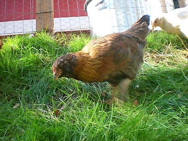 TheUnion.com will host a live webinar at 7 a.m. Thursday by sister publication Backyard Poultry magazine on avian flu outbreak and poultry diseases.