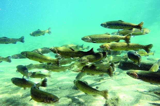 Lahontan cutthroat trout swim in a school in this file photo after being released into Lake Tahoe near Cave Rock by the Nevada Department of Wildlife.
