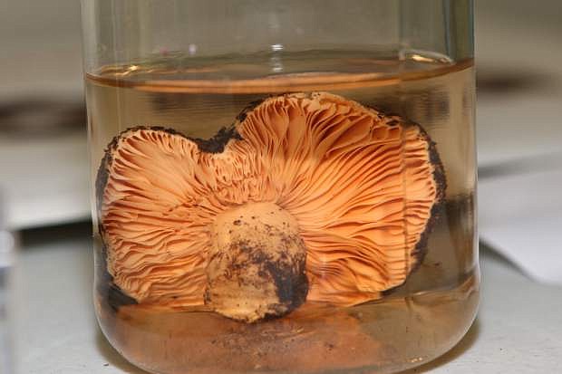 A mushroom is shown preserved in a jar at the Nevada State Museum Saturday.