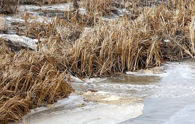 Treated effluent spills into the East Fork of the Carson River after a sewer line broke along Muller Lane on Tuesday.