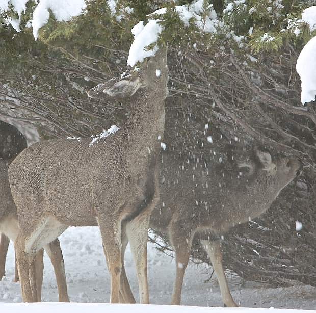 A deer chews on bush and has a pile of snow fall on its head Thursday in Carson City.