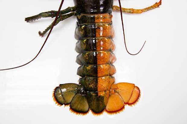 A Monday, July 6, 2015 photo shows the tail of a rare orange-brown split colored lobster that arrived recently at the Pine Point Fisherman&#039;s Co-Op in Scarborough, Me.  According to research by the Lobster Institute, the chances of finding a split colored lobster is one in 50 million. Only the albino lobster, one in 100 million, is rarer than the split-colored lobster, according to the institute. (Yoon S. Byun/Portland Press Herald via AP) ONLINE OUT, ARCHIVE OUT