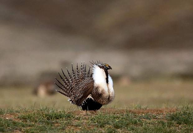 FILE - In this April 22, 2015, file photo, a male sage grouse struts in the early morning hours on a leak outside Baggs, Wyo. Interior Secretary Sally Jewell said Tuesday, Jan. 3, 2017, that a new wildfire-fighting plan to protect a wide swath of sagebrush country in the West that supports cattle ranching and is home to an imperiled bird will likely continue after the Obama administration ends. (Dan Cepeda/The Casper Star-Tribune via AP, File)