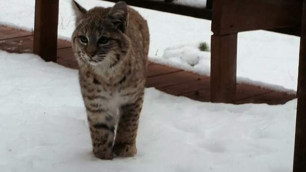Dee and Lee Ramsey submitted this photo of a bobcat dallying on their deck on the west side of Carson City on Jan. 14.