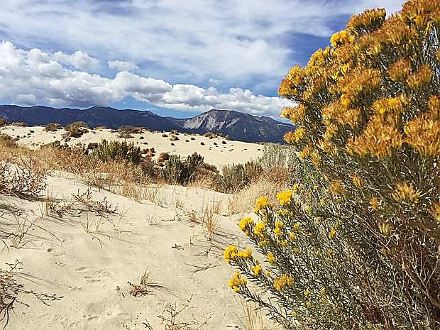 Sand dunes at Washoe Lake State Park.