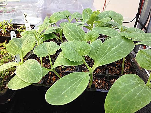 Plants grown through The Greenhouse Project will be for sale from 8 a.m. to 1 p.m. May 7.