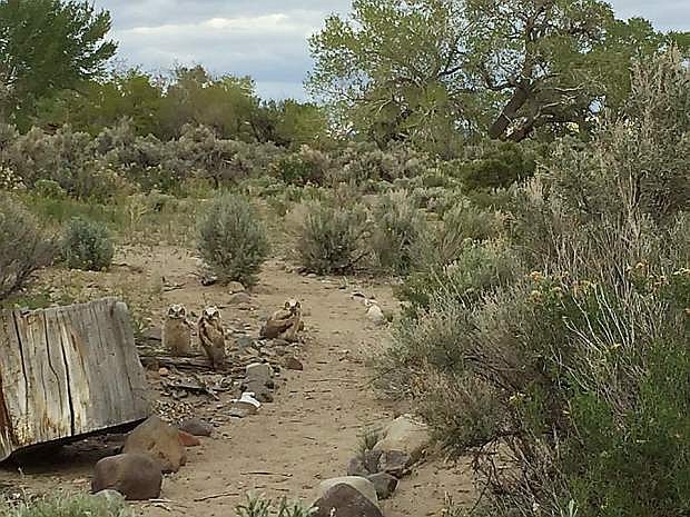 Visit Dayton State Park on Saturday, May 7 to learn how local wildlife are adapted to survive in the desert.