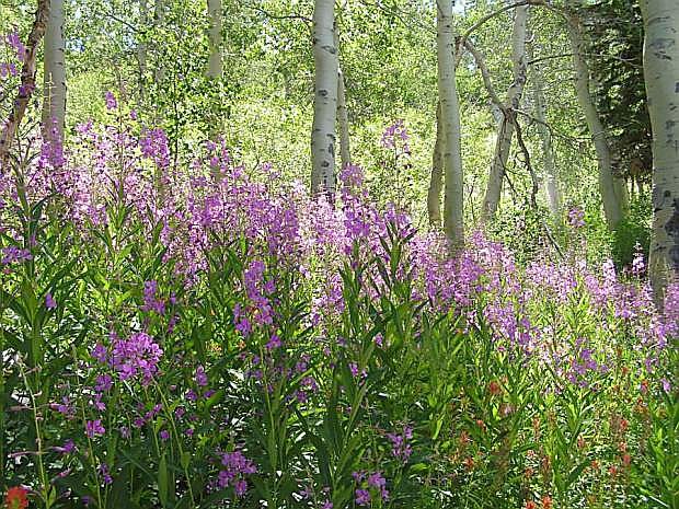 Wildflowers in bloom at Spooner Lake State Park. See them on guided hikes on June 9, 11, 23 and 25.