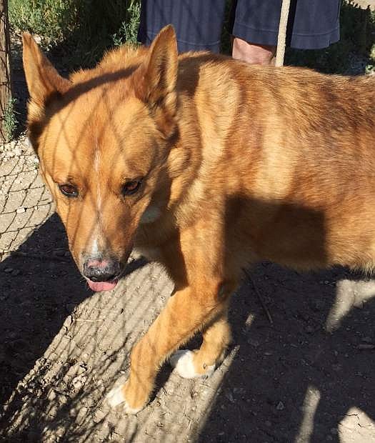 Cider is a 9-year-old shepherd mix who would like a good home for the holidays.