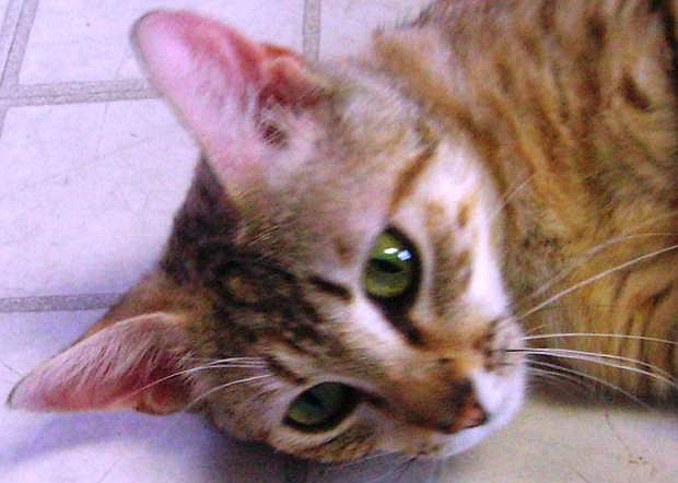 Rita, a five-year-old gray-brown tabby and her daughter are in search of a home.