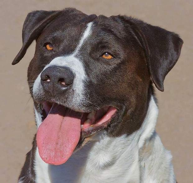 Phoenix, a seven-year-old male border collie/Lab mix.