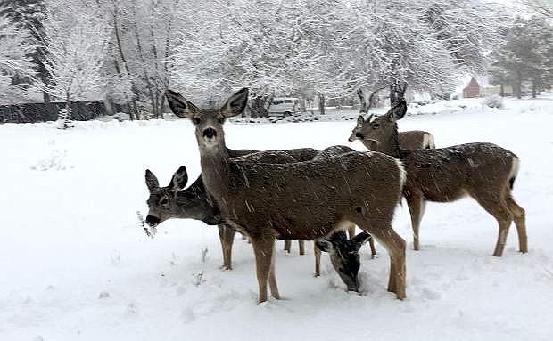 Deer forage in the snow for food in Genoa after a January snow storm.